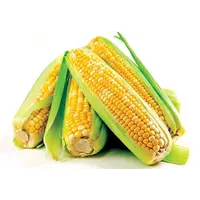 Семена кукурузы , гибрид ТАР